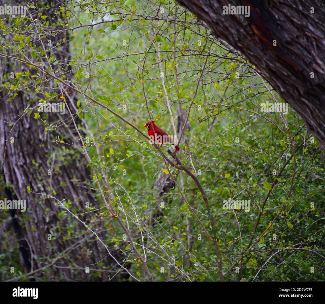 Un cardinale rosso appollaiato su una filiale in un parco del Texas meridionale, a Mission , Texas, U.S.A.. Nel 2018. Foto Stock