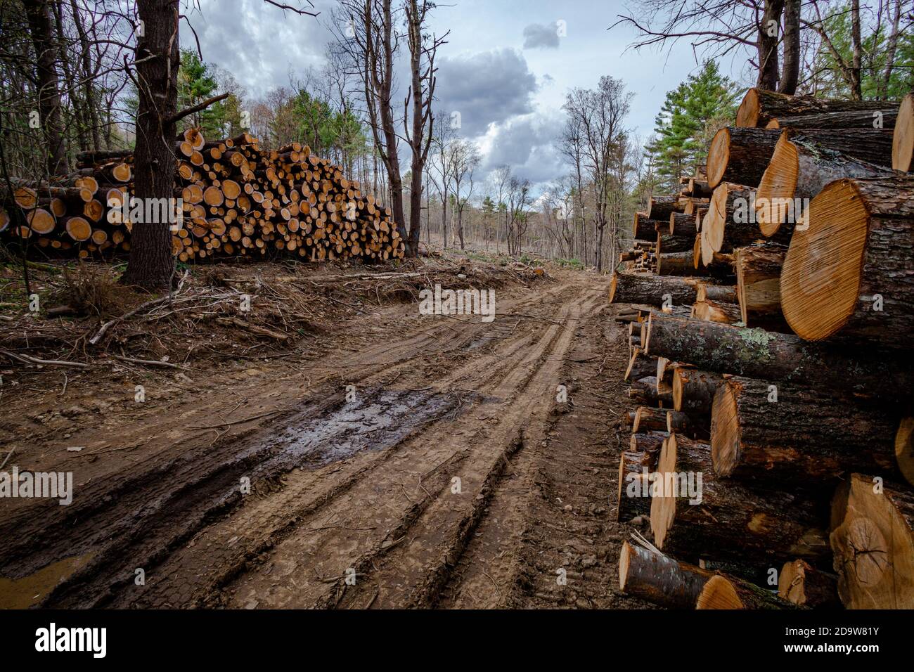 Un'operazione di disboscamento a Phillipston, Massachusetts Foto Stock
