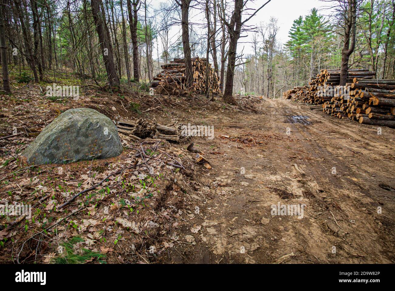 Un'operazione di disboscamento a Phillipston, Massachusetts Foto Stock