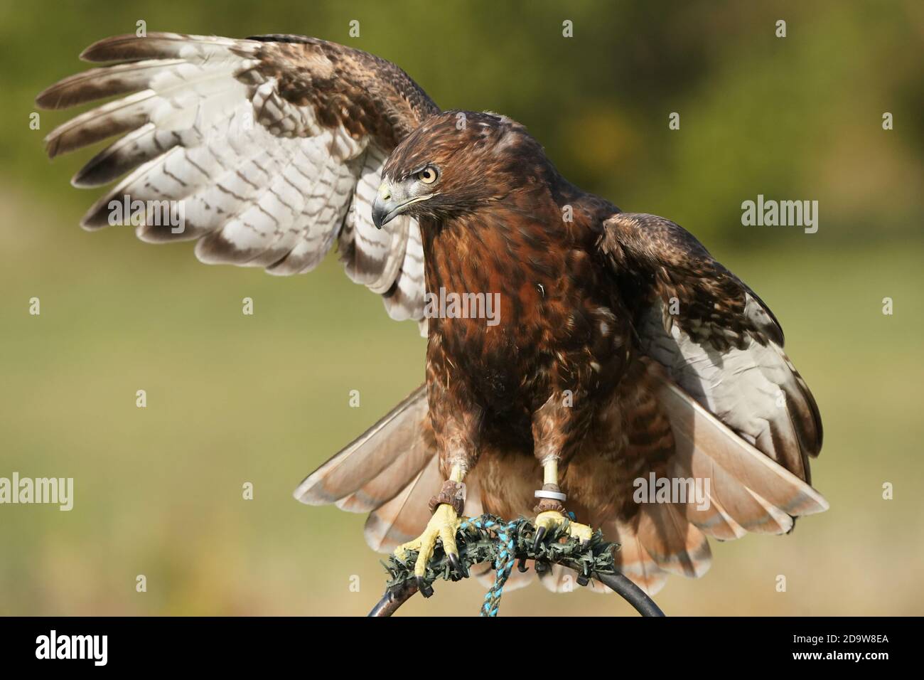 Rosso falco coda scuro morph Foto Stock