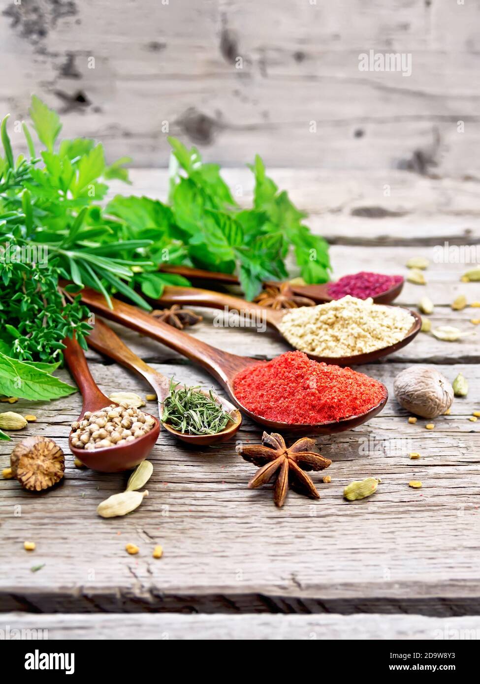 Peperoncino, lo zenzero e coriandolo, timo essiccato e sumac in cucchiai, noce moscata, cardamomo, anice stellato e fieno greco, rosmarino, prezzemolo, timo, menta e saporito Foto Stock