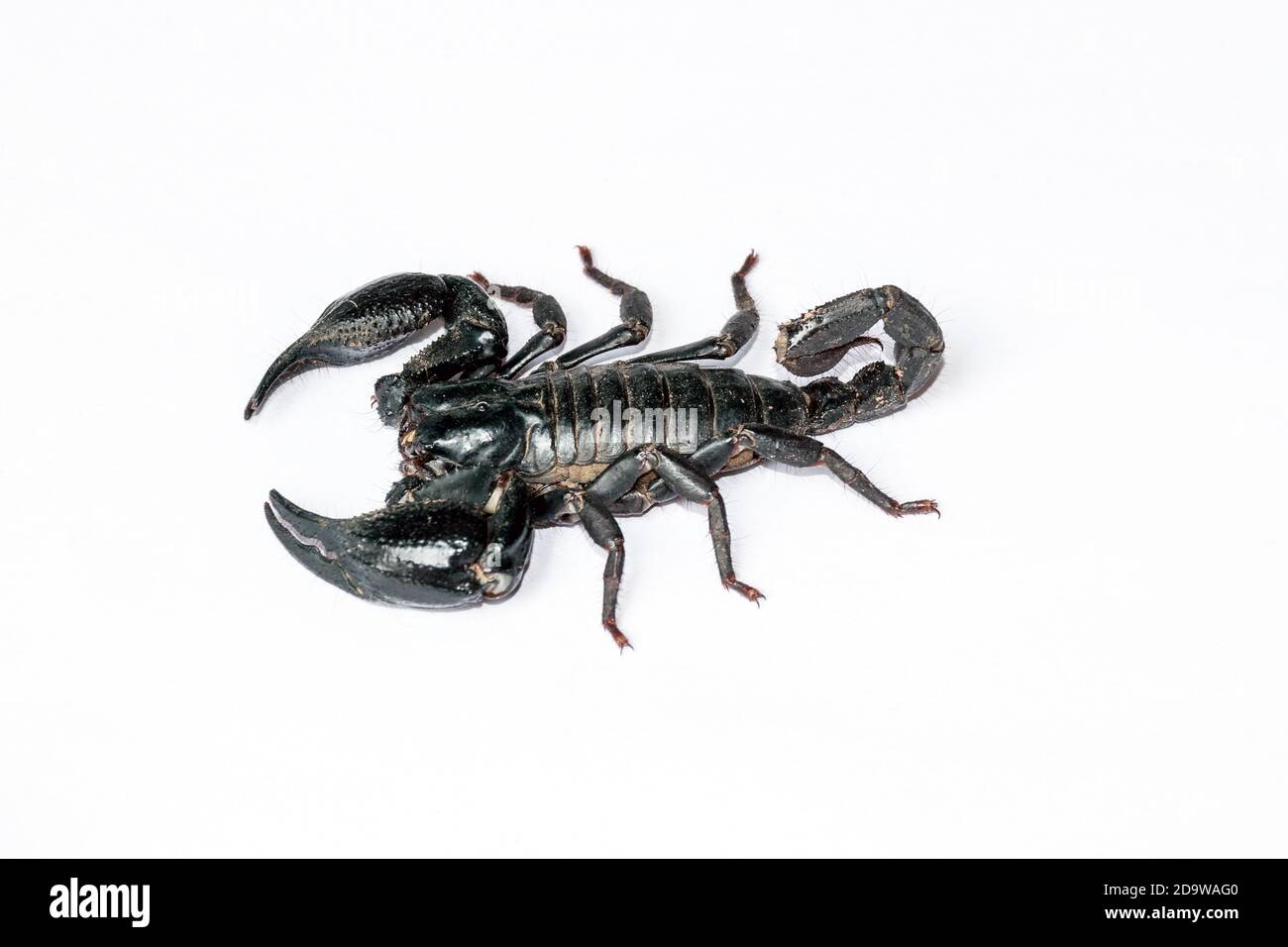 Scorpion nero isolato su sfondo bianco; animali velenosi senza spina dorsale. Foto Stock