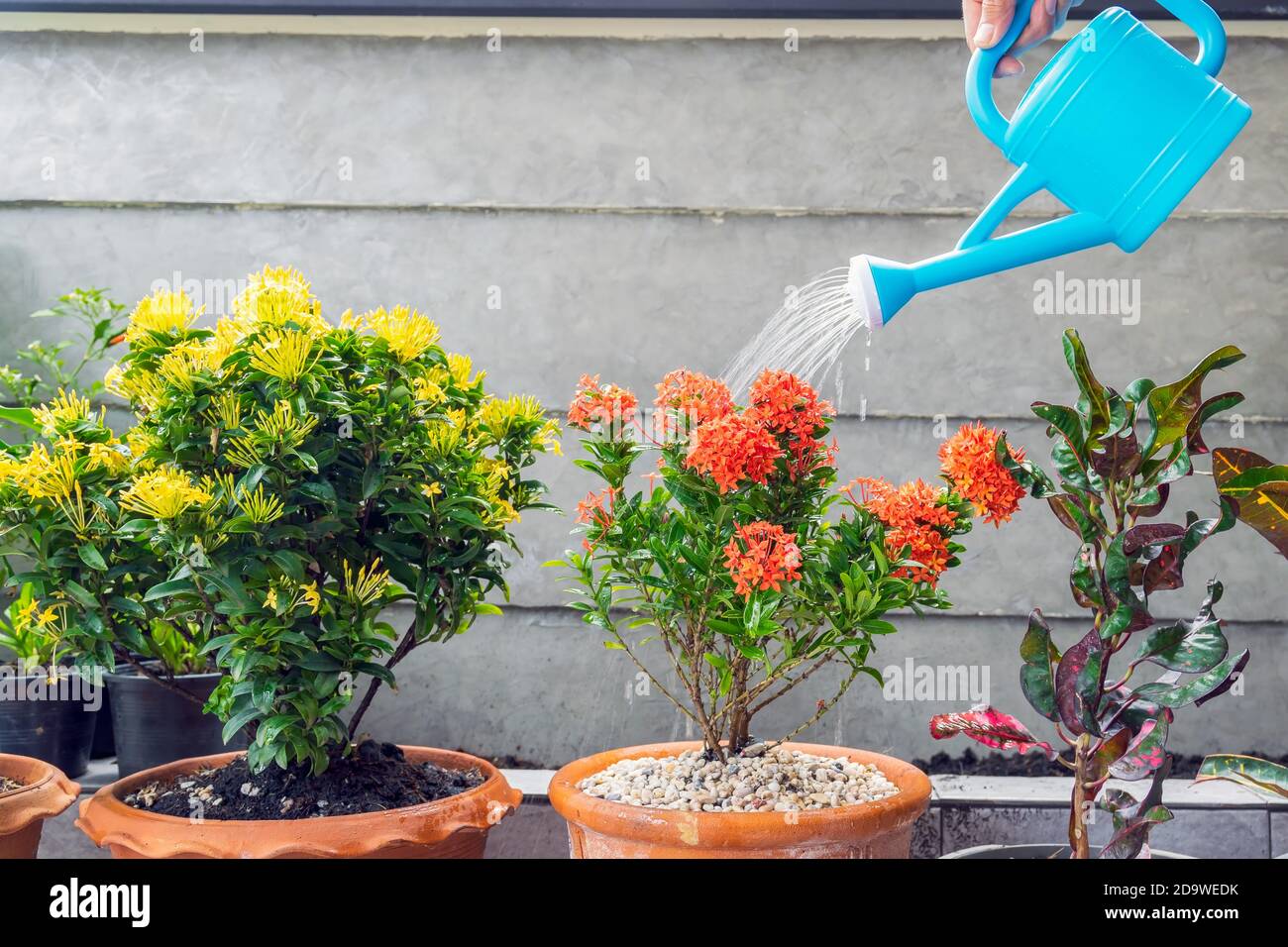 Annaffiatura fiori con una lattine di plastica annaffiatura. Foto Stock