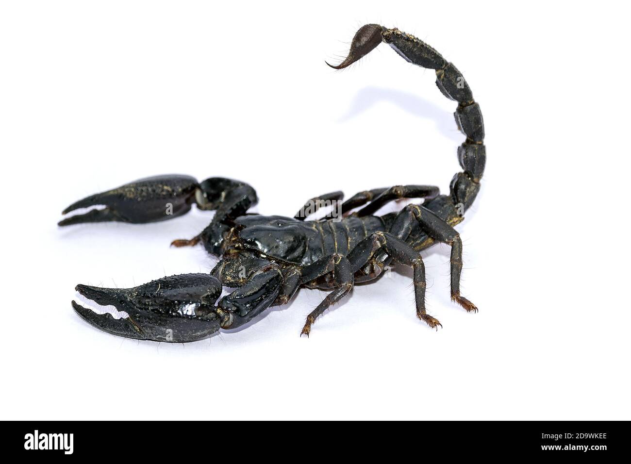 Scorpion nero isolato su sfondo bianco; animali velenosi senza spina dorsale. Foto Stock