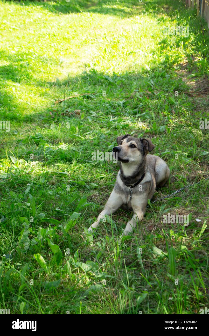 Un cane grande e soffice del corrente giace sull'erba. Una buona guardia per le persone. Animale domestico preferito. Immagine verticale Foto Stock