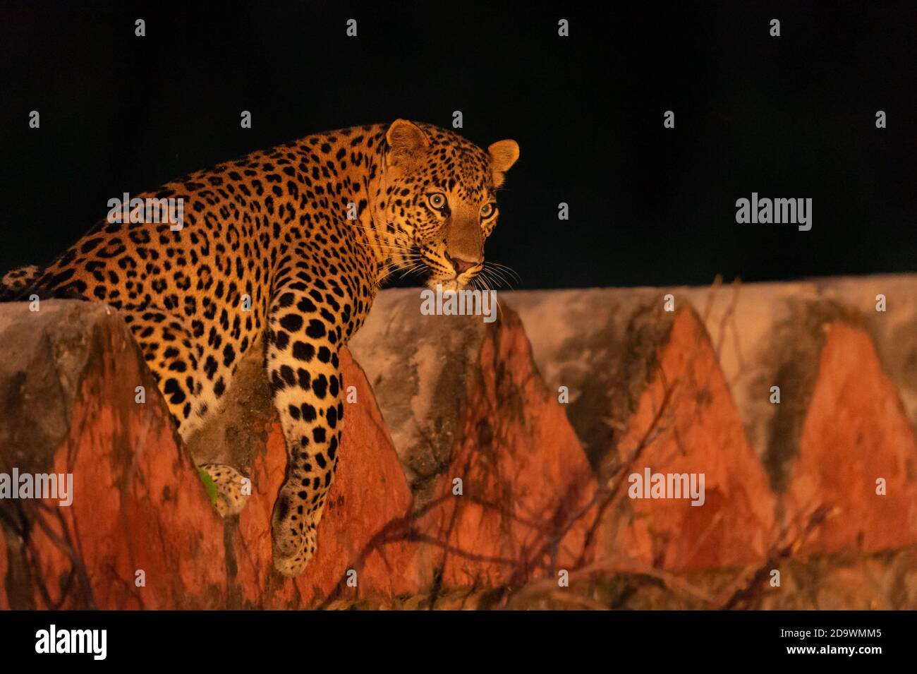 leopardo maschio selvaggio o pantera che riposa sulla parete della foresta durante tempo di tramonto a jhalana leopardo o foresta riserva jaipur rajasthan india - panthera pardus Foto Stock