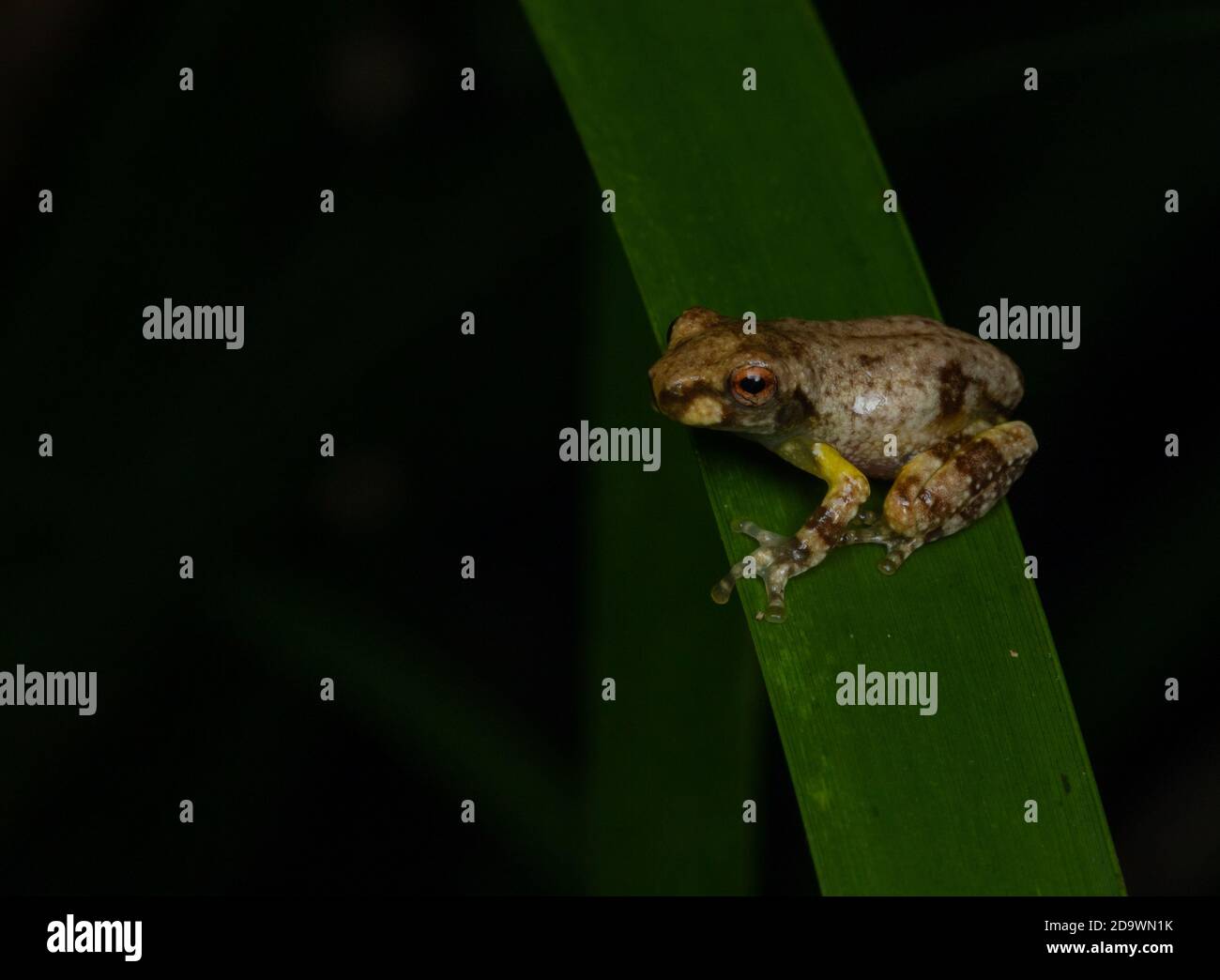 Rana bambino su lama d'erba (Metamorfo di una specie litoria). Kuranda, Queensland, Australia. Foto Stock