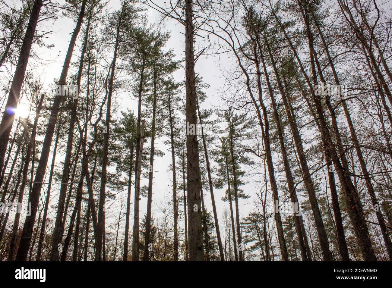 sole mattutino attraverso le cime degli alberi in una foresta del midwest Foto Stock