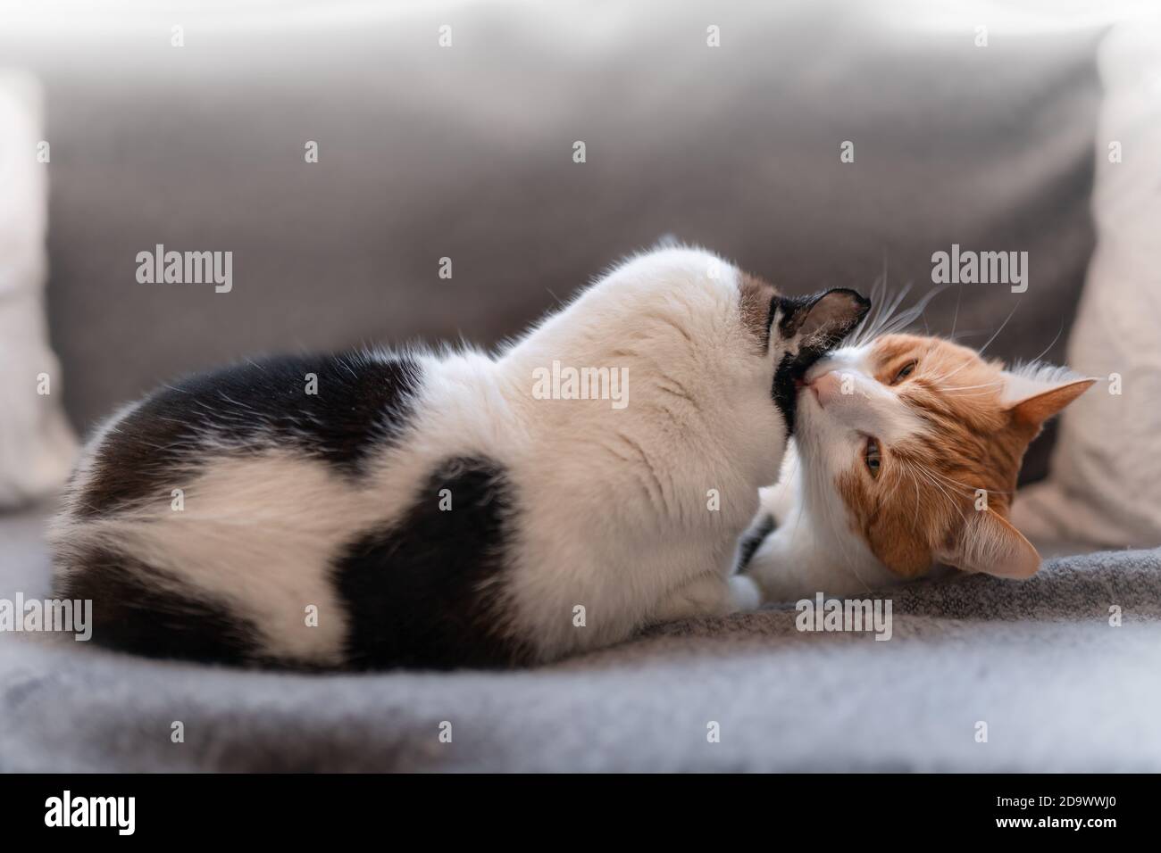 un gatto marrone e bianco leccano l'orecchio di a. gatto bianco e nero sul divano Foto Stock