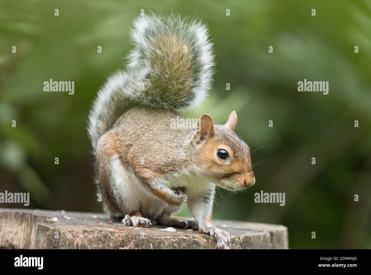 Scoiattolo grigio nella Riserva Naturale di High batts, vicino a Ripon, North Yorkshire Foto Stock
