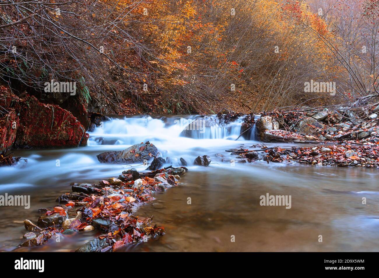 Particolare cascata d'autunno nei monti Afuseni a Scarita Belioara, Foto Stock