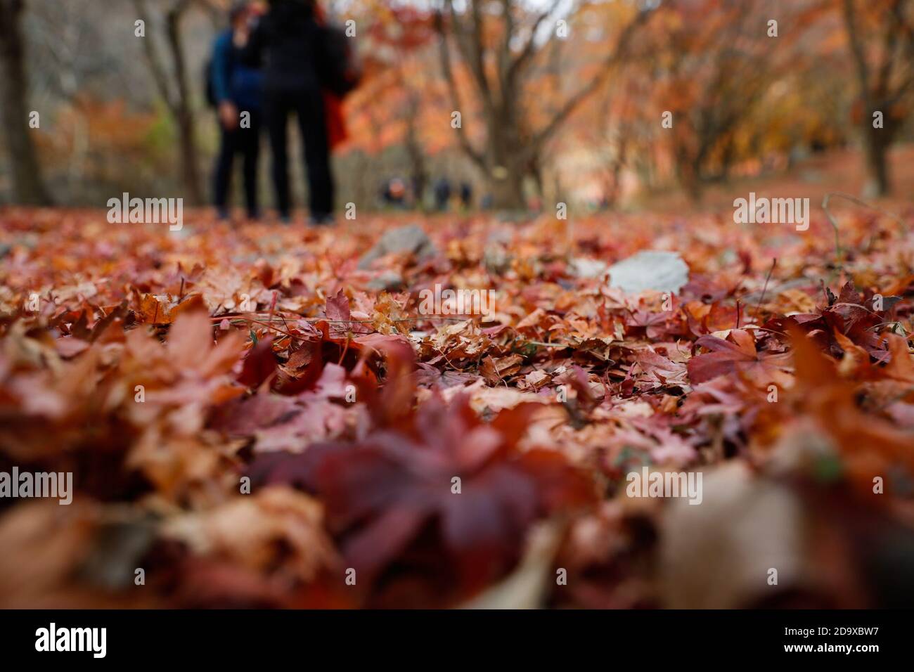 Jeongeup. 8 Nov 2020. Photo taken on 8 novembre 2020 mostra foglie di acero caduto al Parco Nazionale Naejangsan nella città di Jeongeup, nella provincia di Jeolla del Nord, Corea del Sud. Naejangsan è una popolare destinazione turistica della Corea del Sud, in particolare in autunno per il suo spettacolare paesaggio di acero. Credit: Wang Jingqiang/Xinhua/Alamy Live News Foto Stock