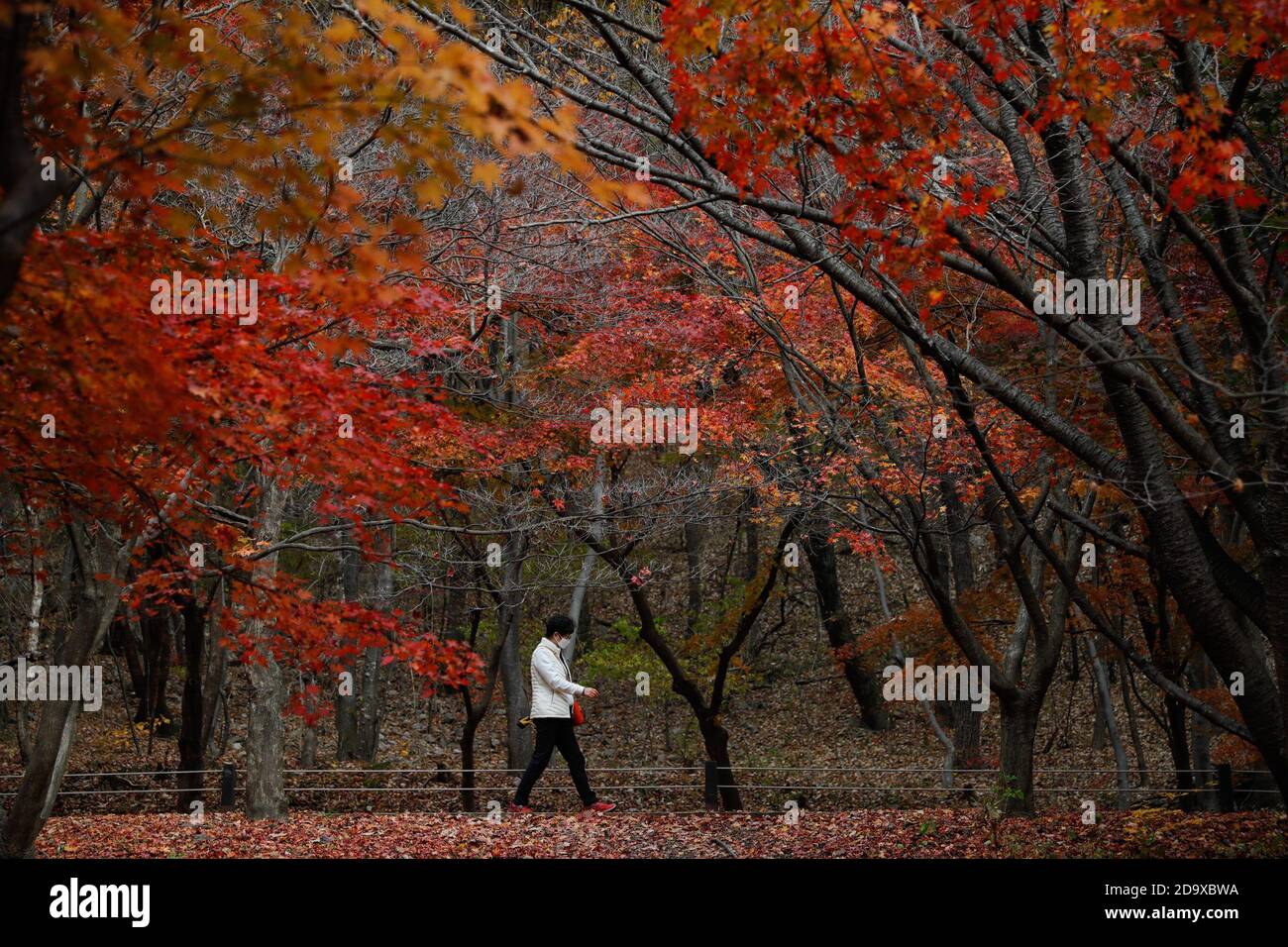 Jeongeup, Corea del Sud. 8 Nov 2020. Una passeggiata turistica sotto gli alberi di acero al Parco Nazionale Naejangsan nella città di Jeongeup della provincia di Jeolla del Nord, Corea del Sud, 8 novembre 2020. Naejangsan è una popolare destinazione turistica della Corea del Sud, in particolare in autunno per il suo spettacolare paesaggio di acero. Credit: Wang Jingqiang/Xinhua/Alamy Live News Foto Stock