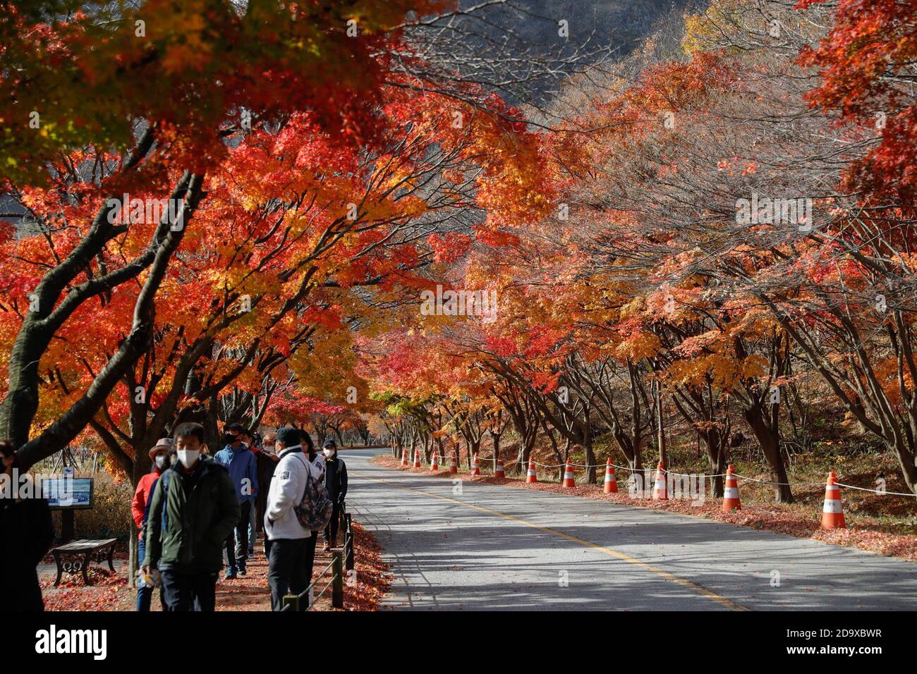 Jeongeup, Corea del Sud. 8 Nov 2020. La gente cammina sotto alberi di acero al Parco Nazionale Naejangsan nella città di Jeongeup della provincia di Jeolla del Nord, Corea del Sud, 8 novembre 2020. Naejangsan è una popolare destinazione turistica della Corea del Sud, in particolare in autunno per il suo spettacolare paesaggio di acero. Credit: Wang Jingqiang/Xinhua/Alamy Live News Foto Stock