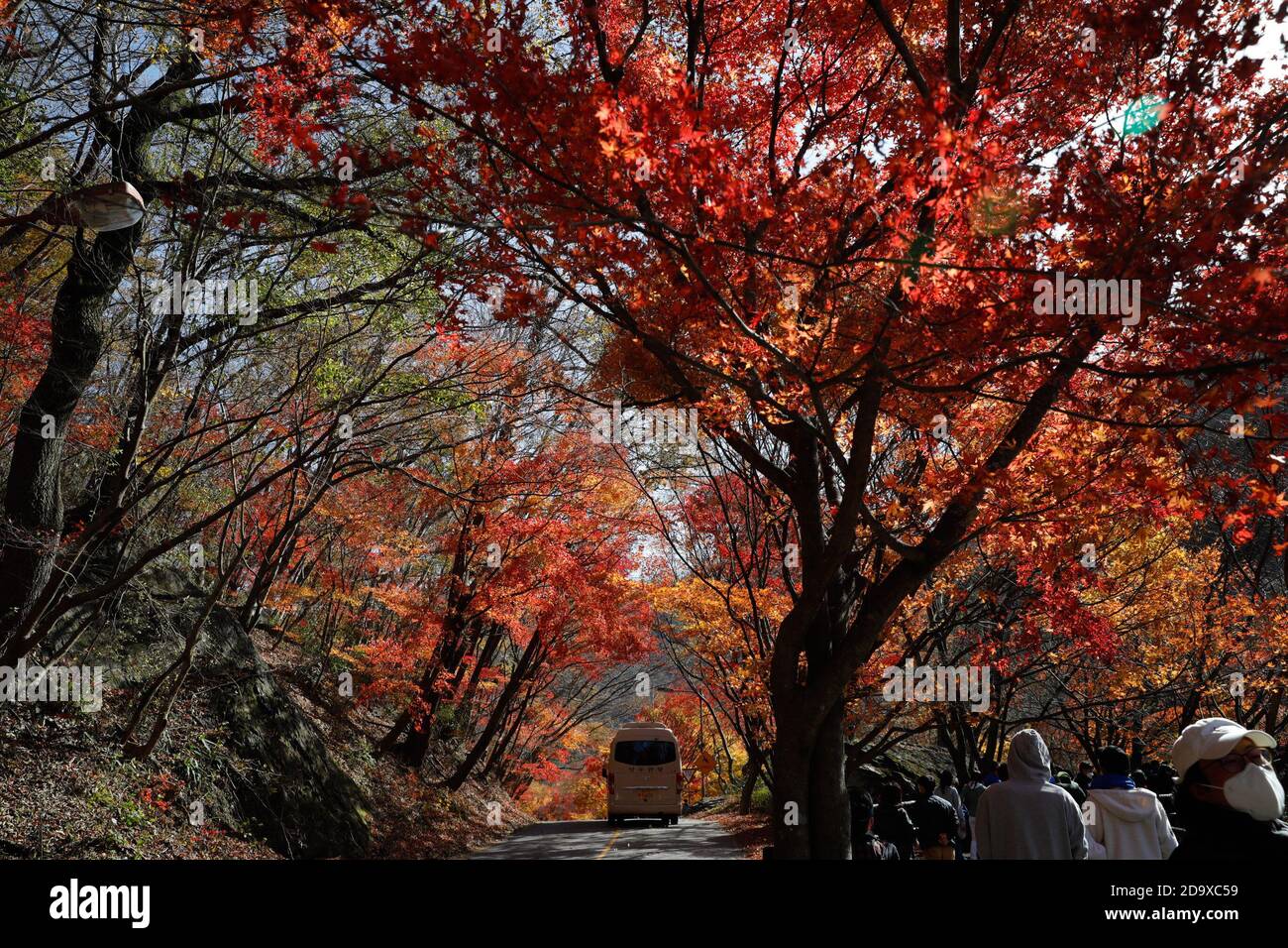 Jeongeup, Corea del Sud. 8 Nov 2020. La gente cammina sotto alberi di acero al Parco Nazionale Naejangsan nella città di Jeongeup della provincia di Jeolla del Nord, Corea del Sud, 8 novembre 2020. Naejangsan è una popolare destinazione turistica della Corea del Sud, in particolare in autunno per il suo spettacolare paesaggio di acero. Credit: Wang Jingqiang/Xinhua/Alamy Live News Foto Stock