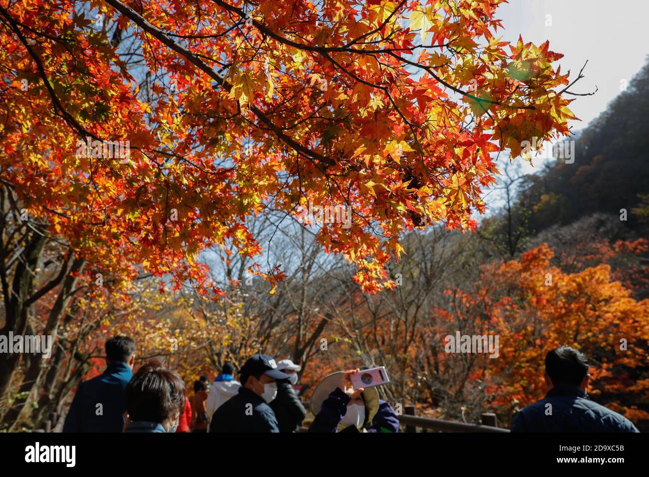 Jeongeup, Corea del Sud. 8 Nov 2020. La gente cammina sotto alberi di acero al Parco Nazionale Naejangsan nella città di Jeongeup della provincia di Jeolla del Nord, Corea del Sud, 8 novembre 2020. Naejangsan è una popolare destinazione turistica della Corea del Sud, in particolare in autunno per il suo spettacolare paesaggio di acero. Credit: Wang Jingqiang/Xinhua/Alamy Live News Foto Stock
