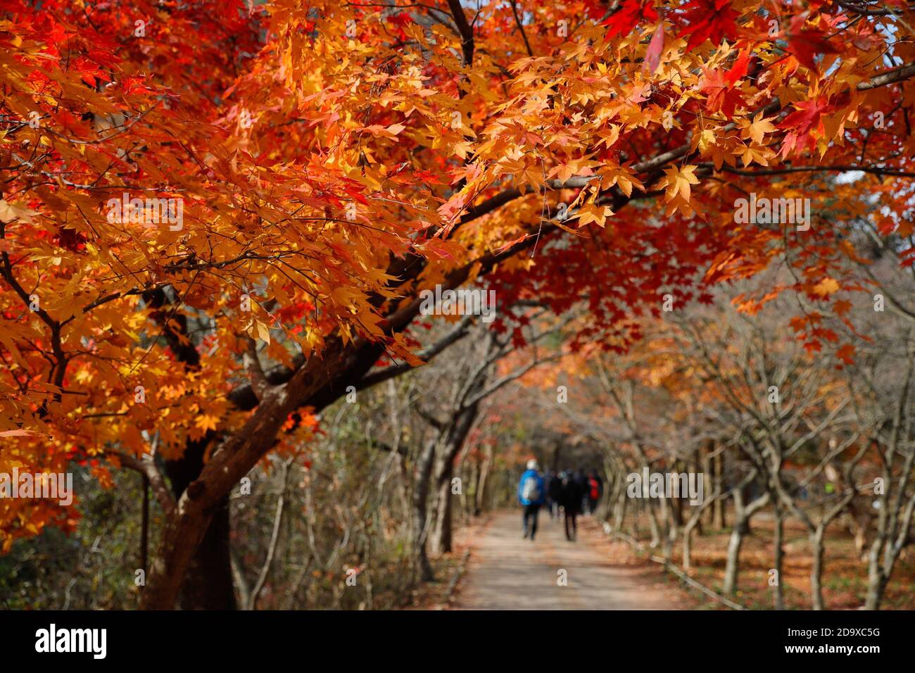 Jeongeup, Corea del Sud. 8 Nov 2020. La gente cammina sotto alberi di acero al Parco Nazionale Naejangsan nella città di Jeongeup della provincia di Jeolla del Nord, Corea del Sud, 8 novembre 2020. Naejangsan è una popolare destinazione turistica della Corea del Sud, in particolare in autunno per il suo spettacolare paesaggio di acero. Credit: Wang Jingqiang/Xinhua/Alamy Live News Foto Stock