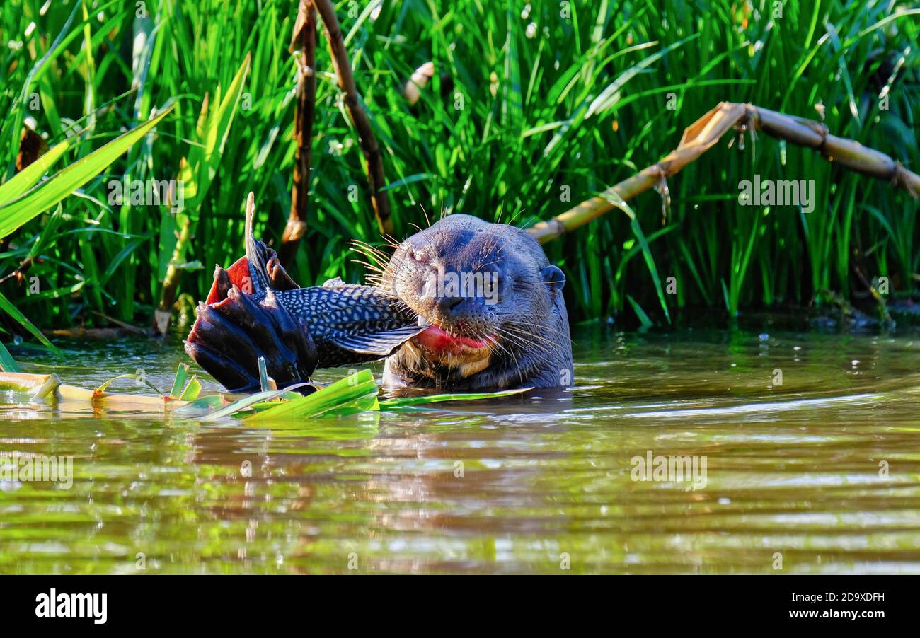 Lontra gigante di fiume, Pantanal, Brasile Foto Stock