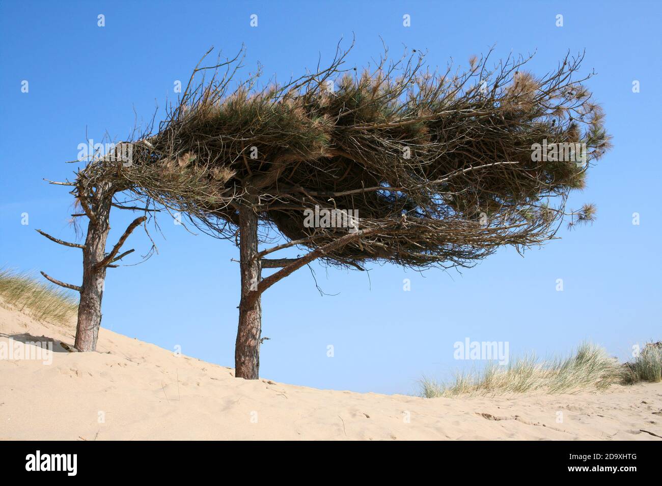 Alberi di pino corsi scolpiti dal vento Pinus nigra Foto Stock