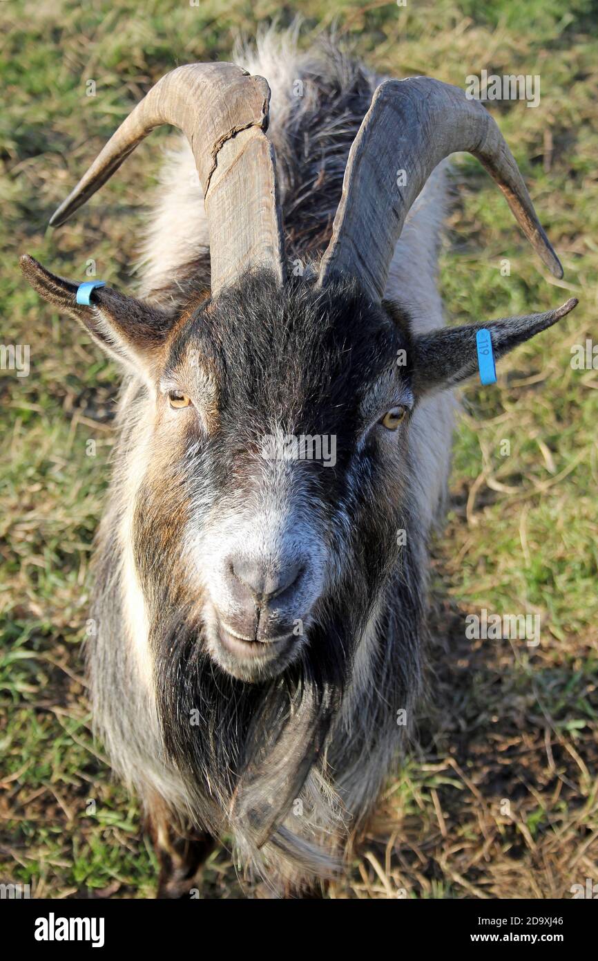 Billy Goat Foto Stock