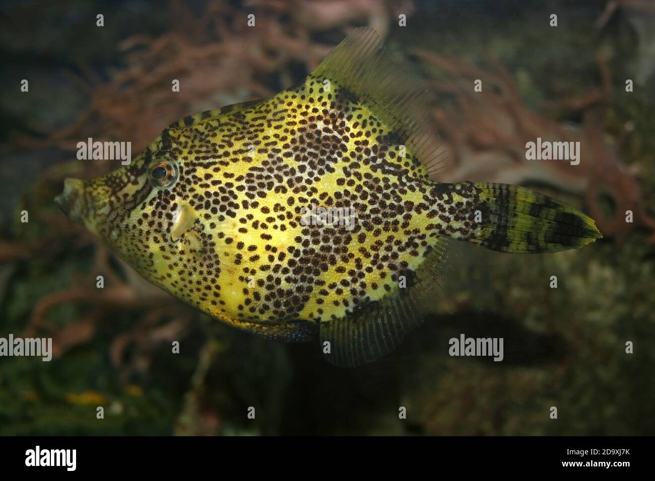 Setole coda Filefish Acreichthys tomentosus Foto Stock
