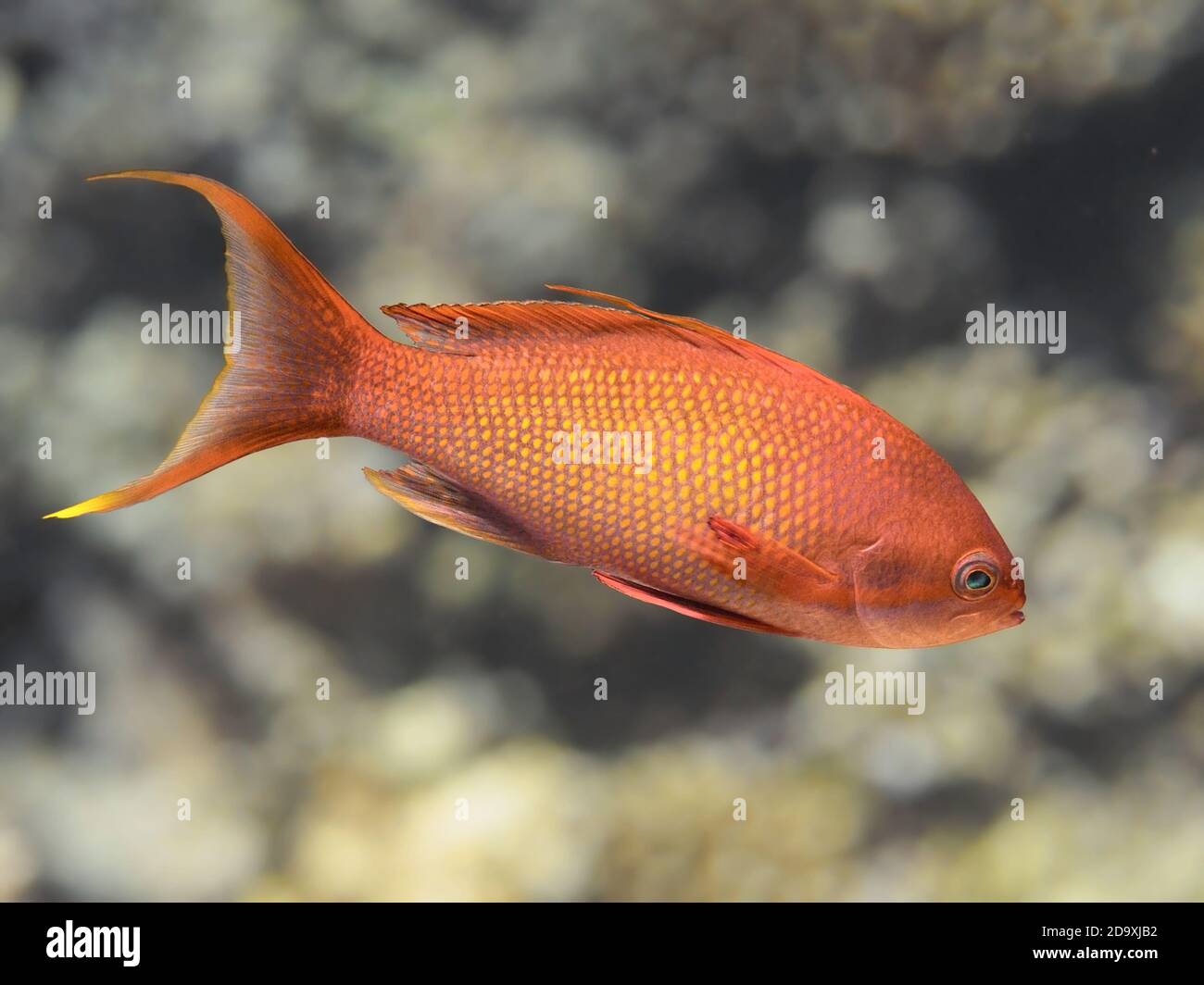 Lyretail anthias pesce in acqua di mare, mare goldie closeup Foto Stock