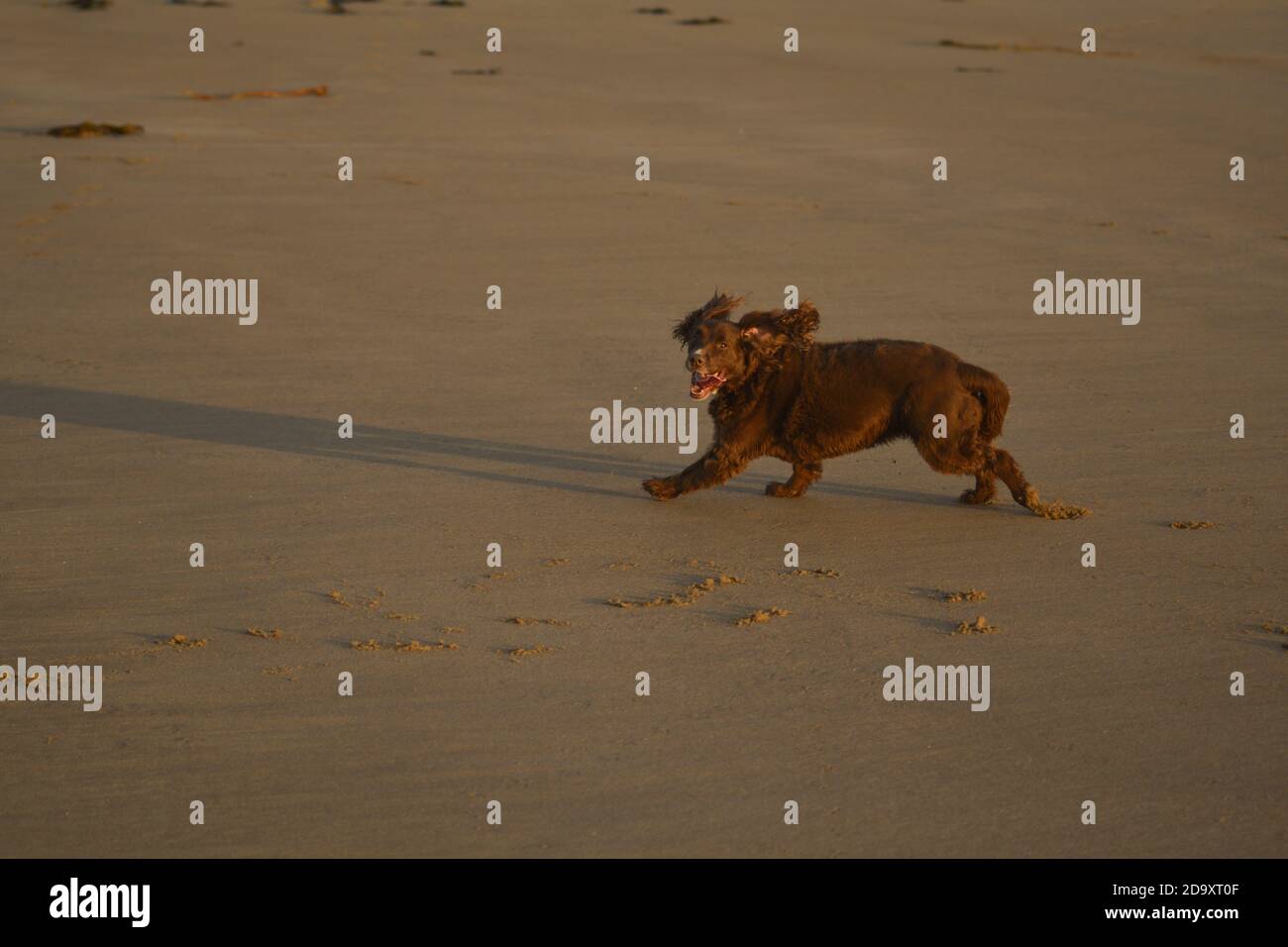 Cane che corre sulla spiaggia Foto Stock