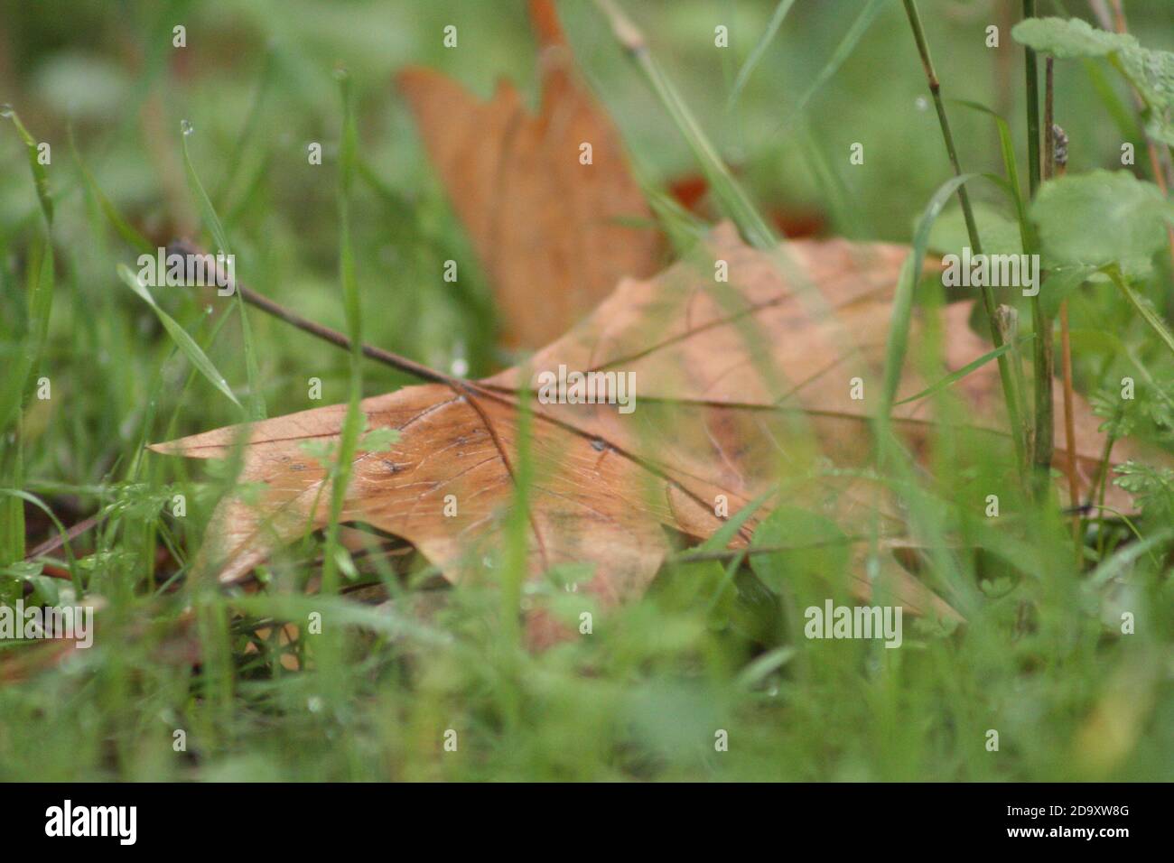 Foglie d'autunno a terra dopo l'autunno Foto Stock