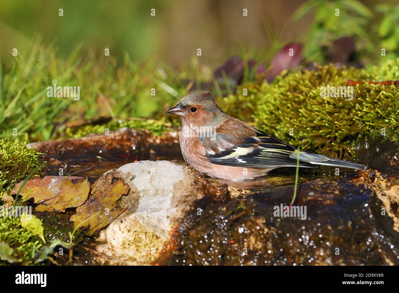 Un comune chaffinch a una pagaia Foto Stock