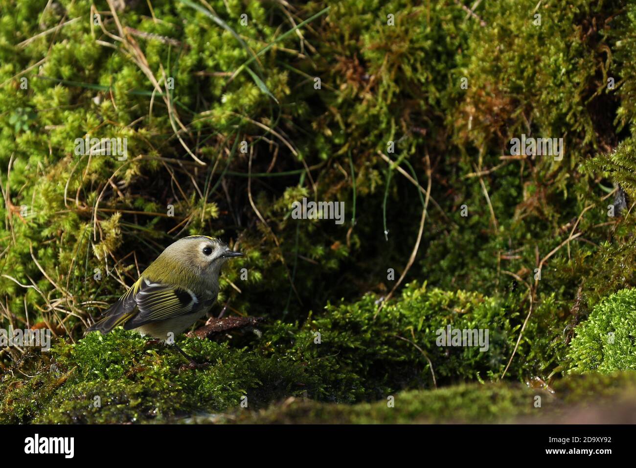 Goldcrest, piccolo uccello circondato da muschio Foto Stock