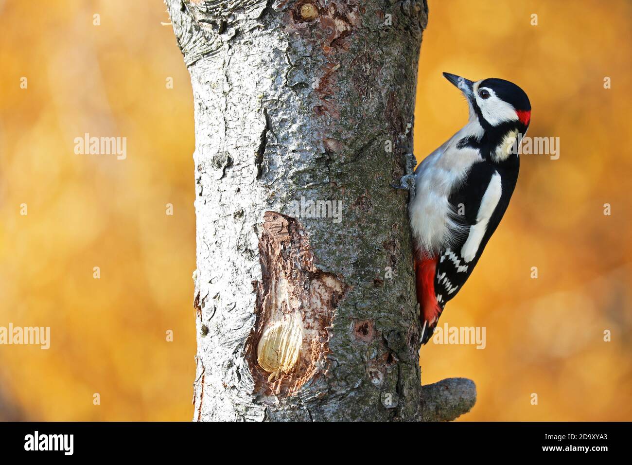 Grande picchio macchiato con sfondo giallo Foto Stock