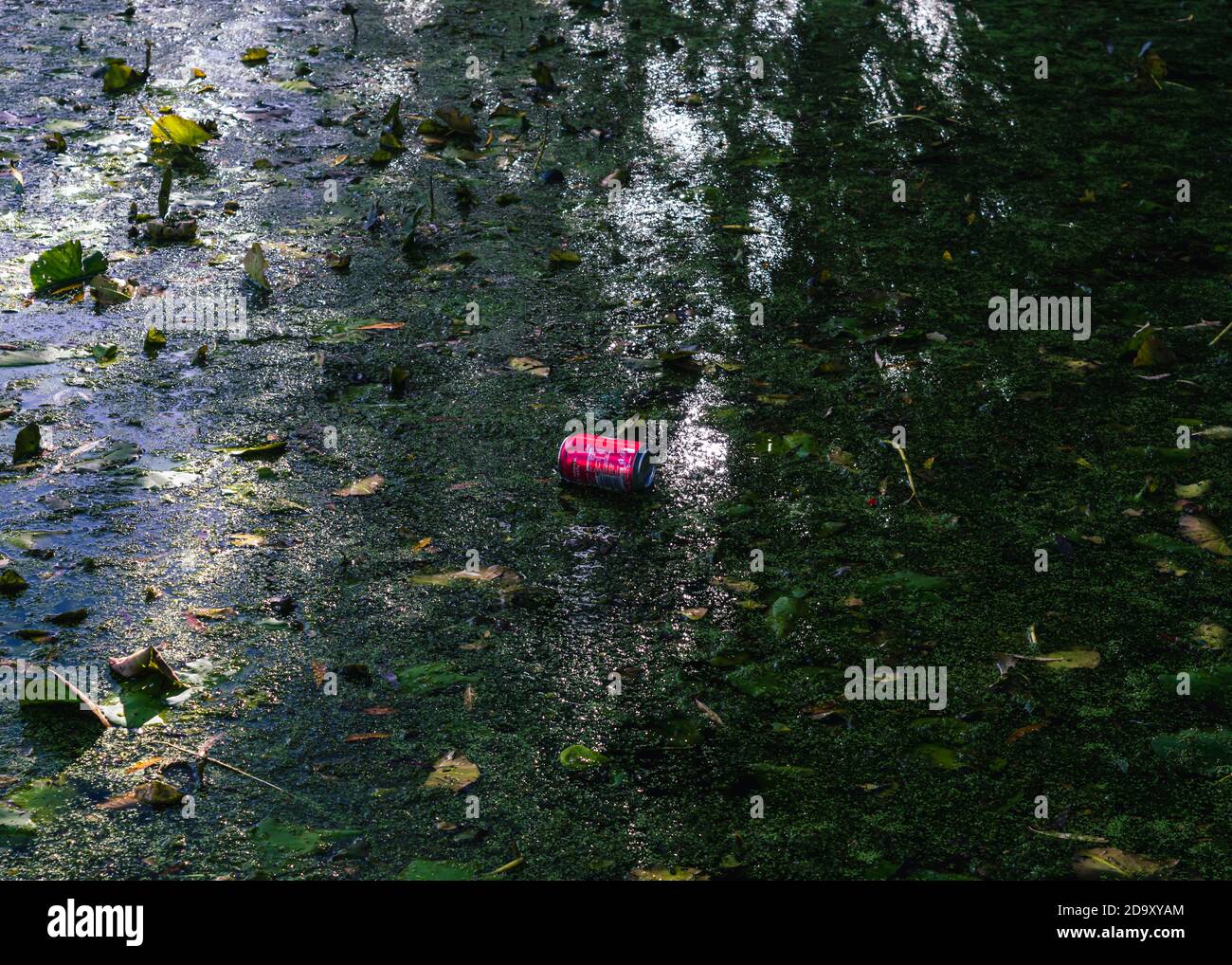 Coca Cola può galleggiare in uno stagno pubblico circondato da anatre e morire di ninfee foglie Foto Stock