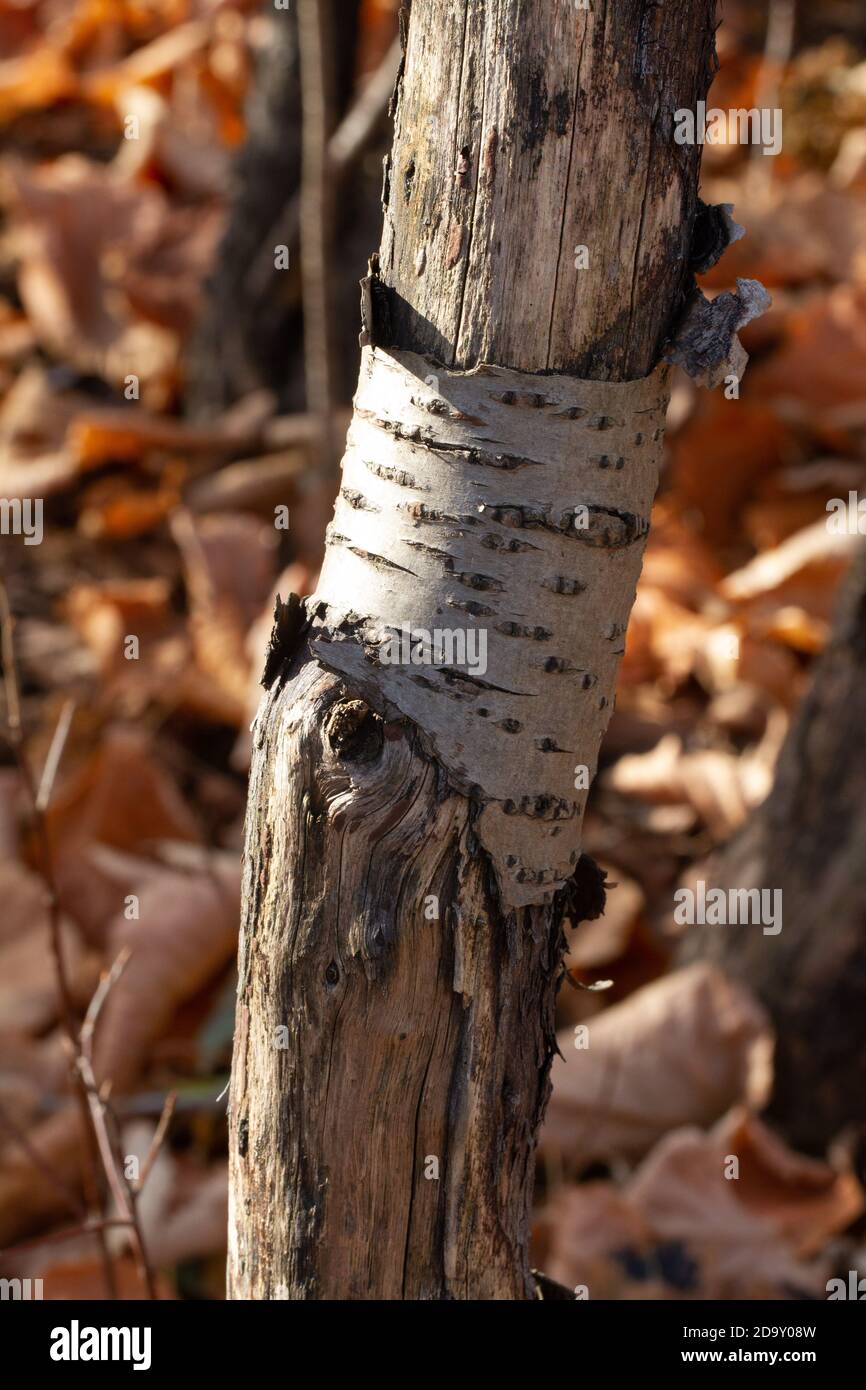 Albero di faggio americano danneggiato contro uno sfondo di caduta Foto Stock