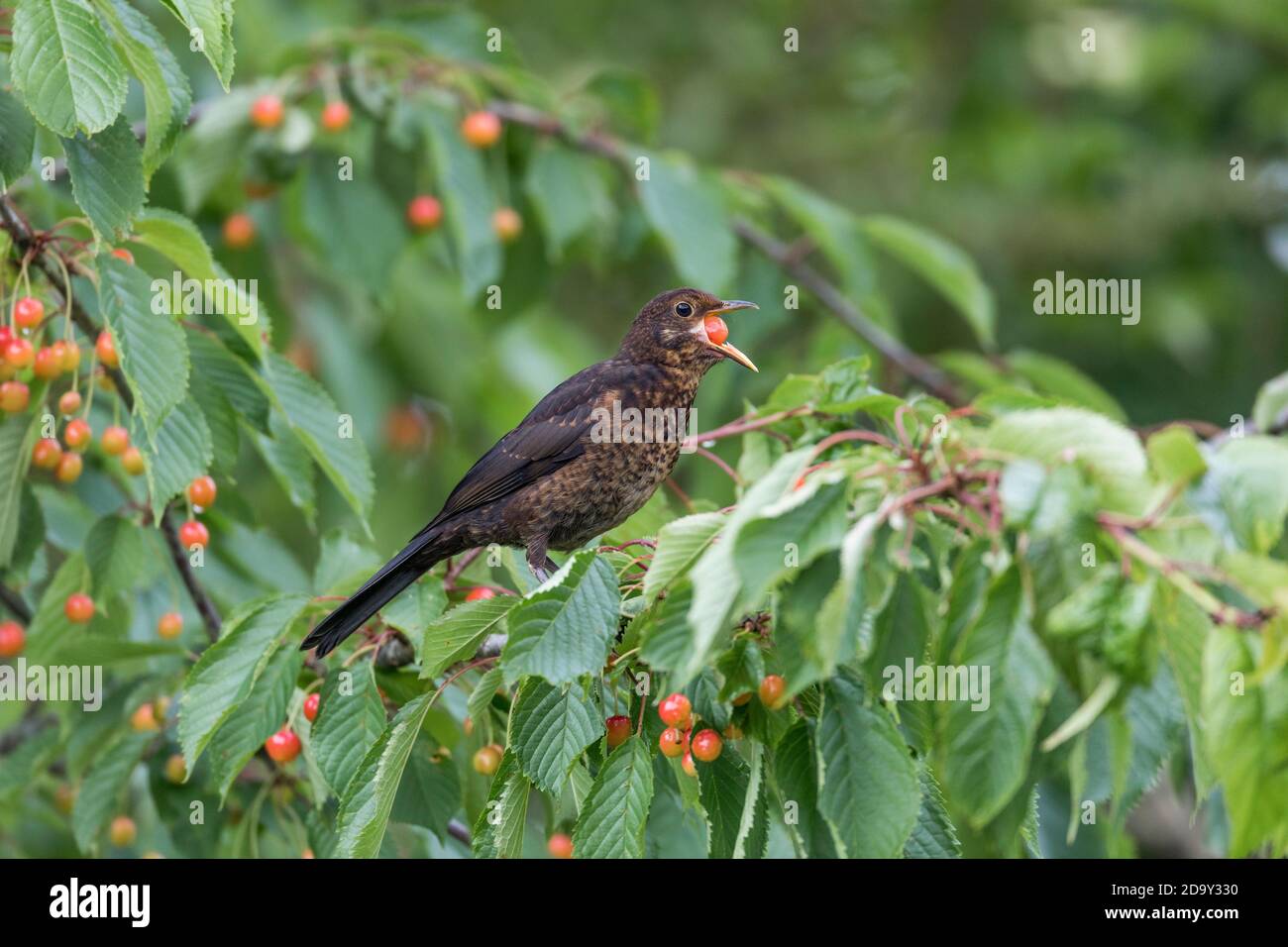 Blackbird, Turdus merula; Young in Cherry Tree; UK Foto Stock