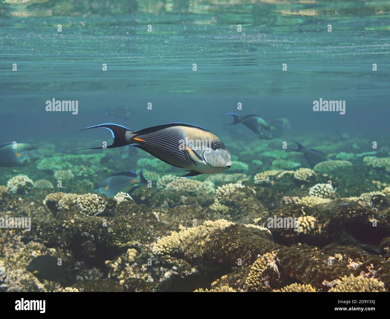 Pesci Sohal surgeonfish che nuotano in acqua sopra la barriera corallina Foto Stock