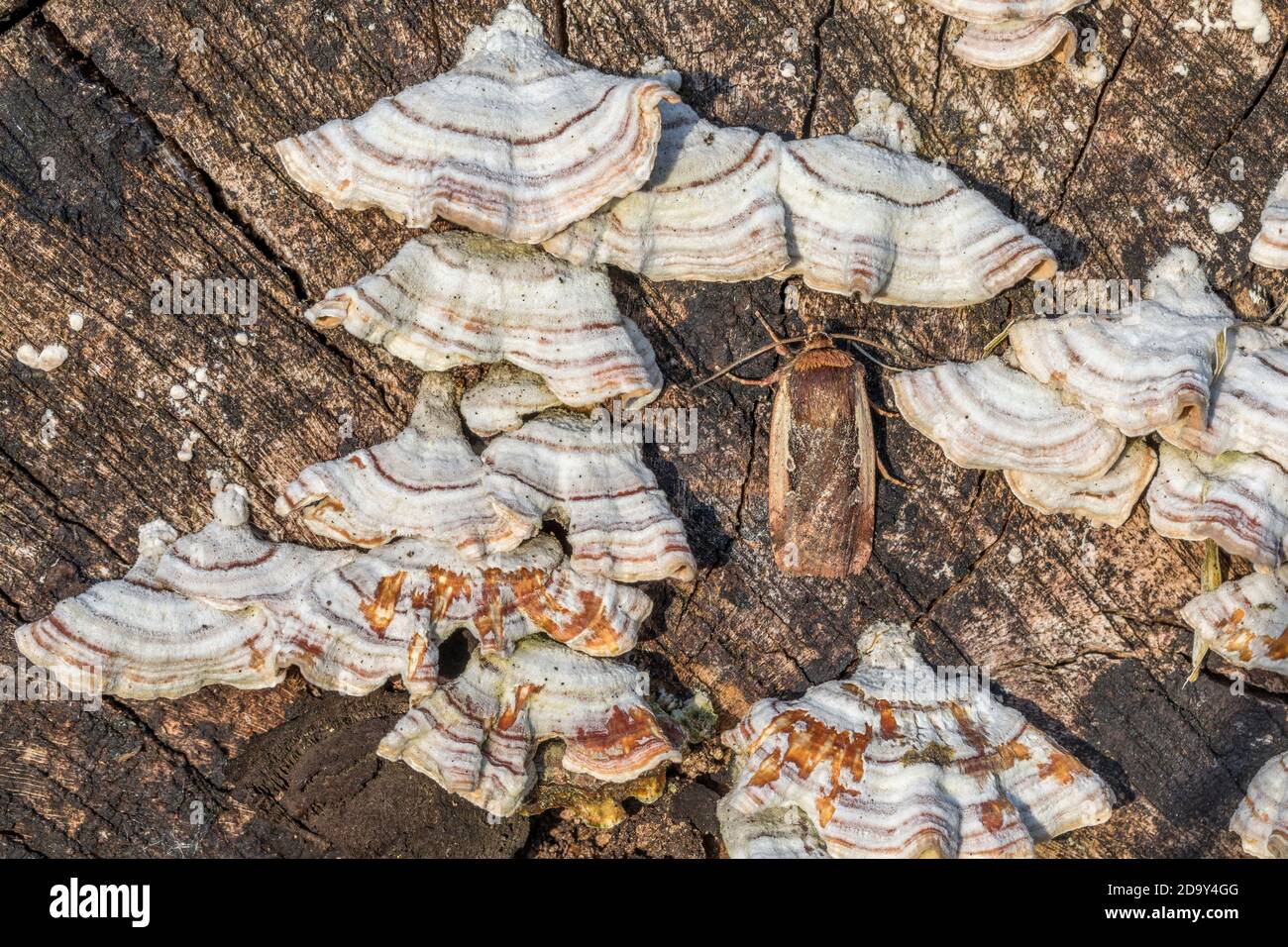 Flame Shoulder Moth; Okropleura plecta; on Fungus Coperto Wood; UK Foto Stock