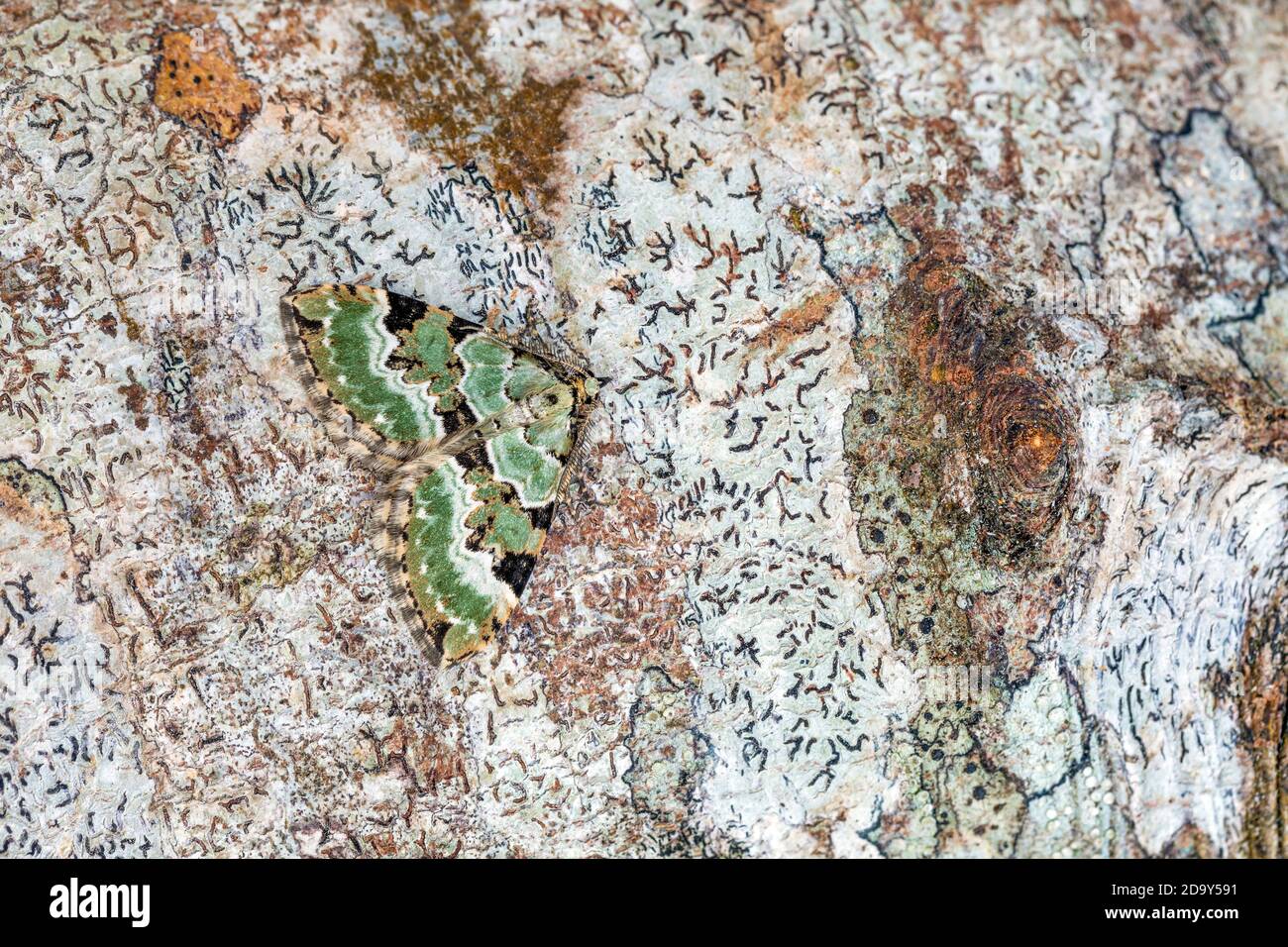 Green Carpet Moth; Chloroclysta siterata; on Wood; UK Foto Stock