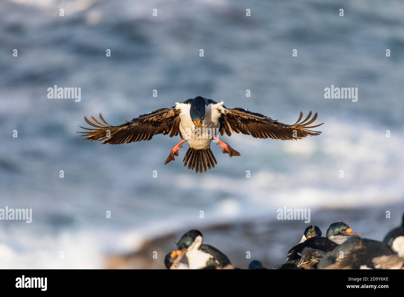 Cormorano imperiale; o Shag; alacrocorax atriceps; in volo; materiale di supporto; Falklands Foto Stock