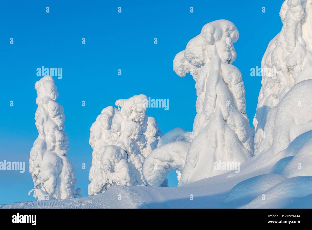ISO Syote; alberi in inverno; Finlandia Foto Stock