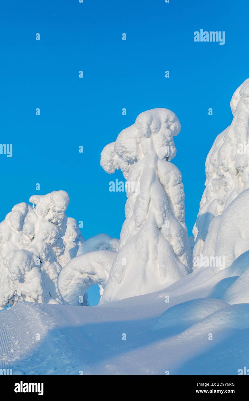 ISO Syote; alberi in inverno; Finlandia Foto Stock