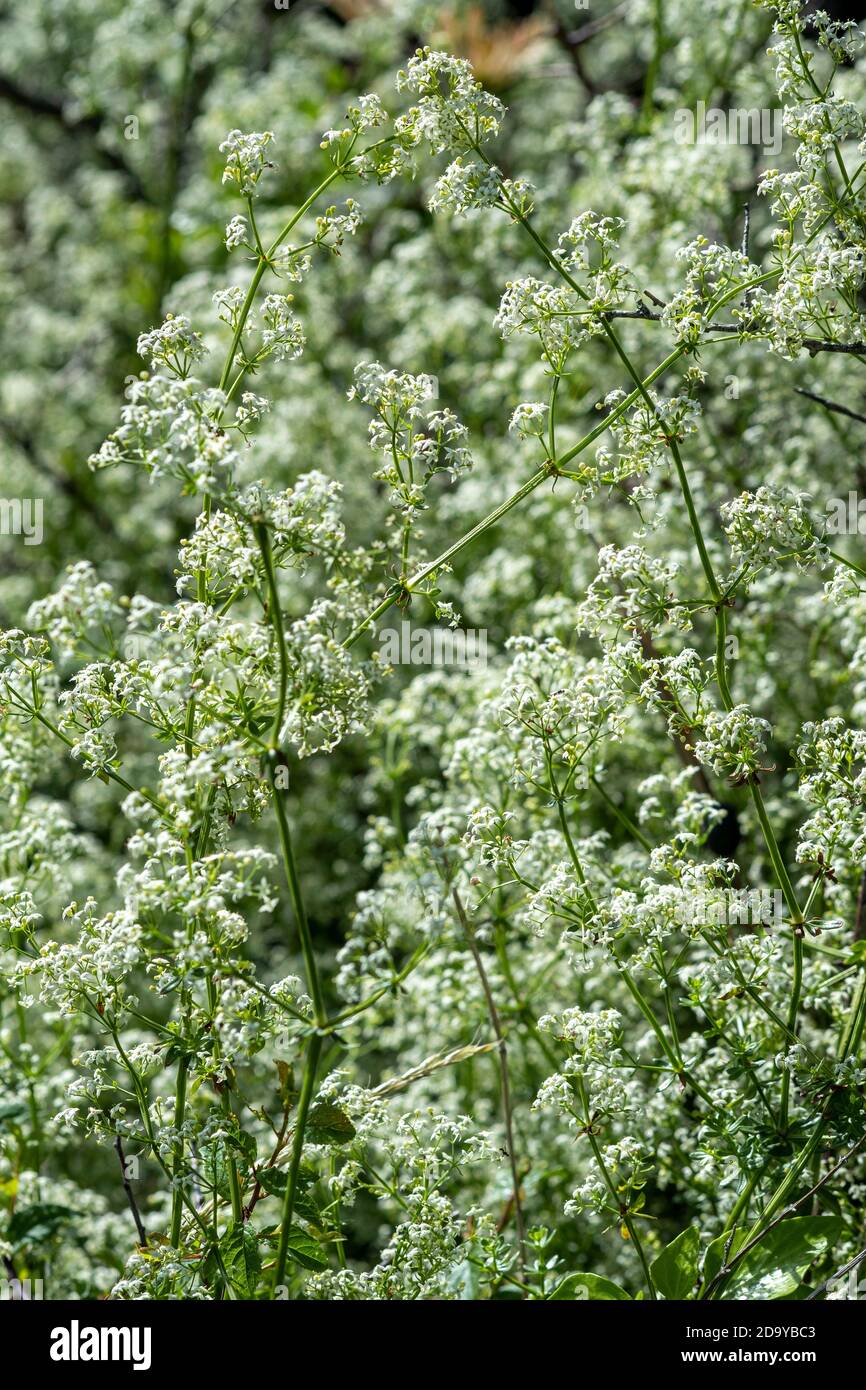 Siepe Bedpaglia, Galium mollugo Foto Stock