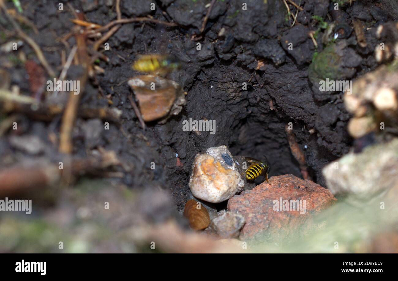 Vespe comuni (Vespula vulgaris) che entrano nel loro nido sotterraneo. Foto Stock