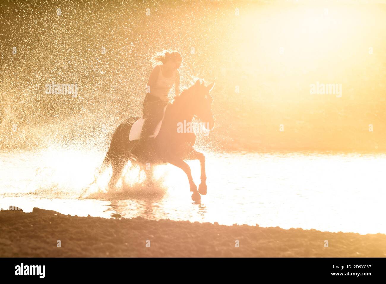Una ragazza corre un cavallo in acqua lungo il riva del fiume ai raggi del tramonto Foto Stock