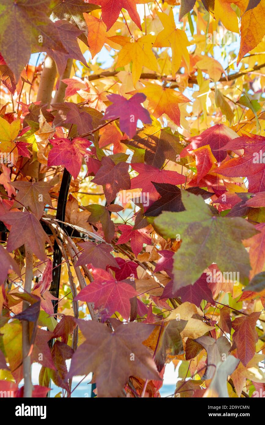 Autunno foglie colorate in una giornata di sole Foto Stock