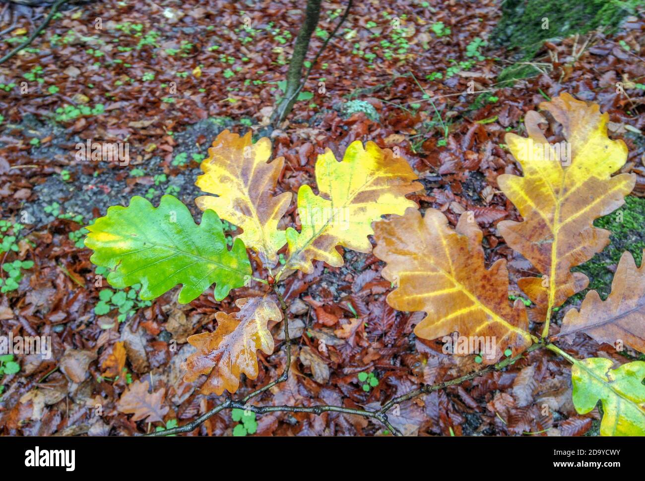 Foglie d'autunno colorate caduti a terra. Foto Stock