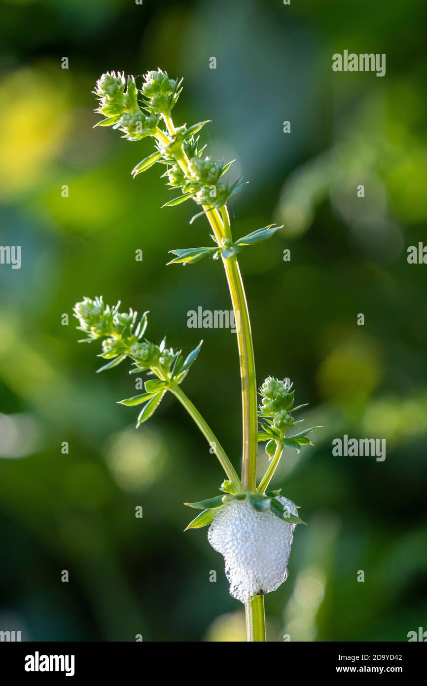 Cuckoo Spit, causato dall'insetto di Froghopper, Philaenus spumarius Foto Stock