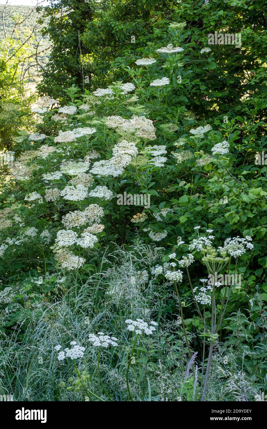 Sambucus nigra, Elderflower, albero che cresce in un angolo ombreggiato di campo, devon sud Foto Stock