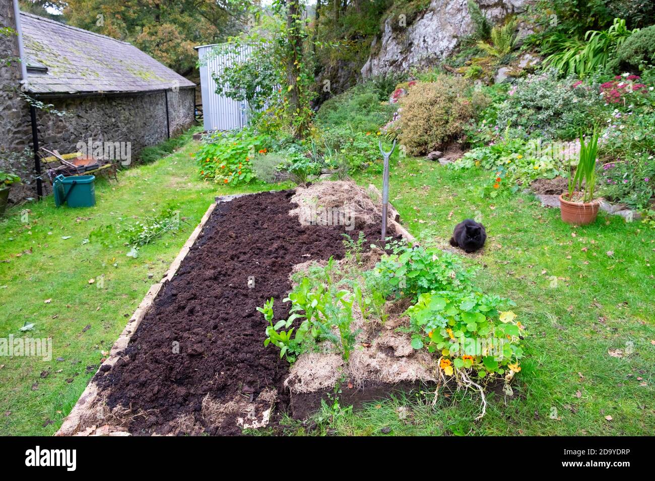 Nessun scavo (niente scavo) letto rialzato con letame ben marcio nel giardino dell'orto di ottobre e gatto nero nel Carmarthenshire Galles Regno Unito KATHY DEWITT Foto Stock