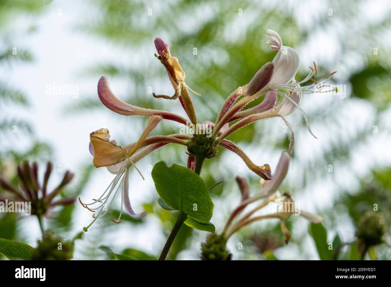 Lonicera periclymenum, honeysuckle, woodbine Foto Stock