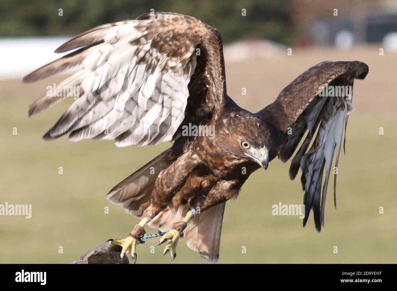 Falco munito rosso Foto Stock